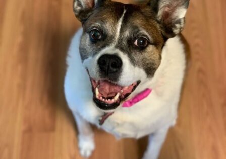 Weekend Warrior: Pet Edition – Say Hello To Our Furry Family