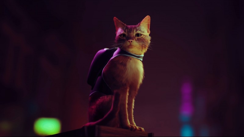 Reader Discussion: What Did You Name The Cat In Stray? 2