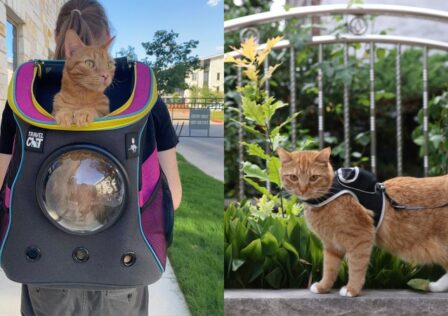 These Stray-Branded Accessories Let You Transport Your Cat With Futuristic Flair